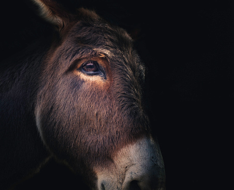 A side profile close-up of a donkey's face set against a dark background.