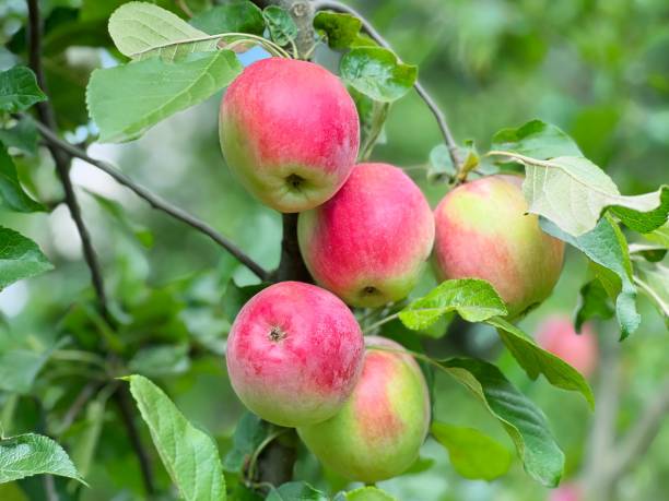 istock Apple fruits branch in orchard. 1737474507