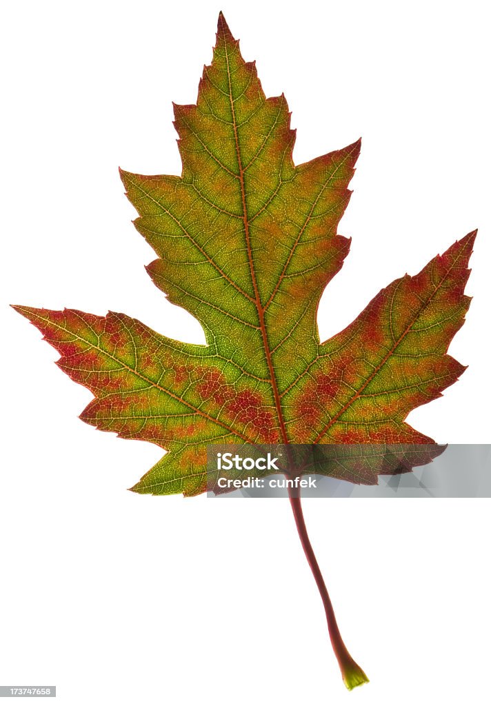 Herbst Ahorn Blätter - Lizenzfrei Ahornblatt Stock-Foto