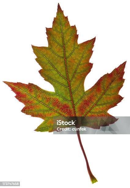 Herbst Ahorn Blätter Stockfoto und mehr Bilder von Ahornblatt - Ahornblatt, Alterungsprozess, Blatt - Pflanzenbestandteile