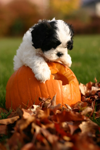Puppy playing in a carved pumpkin
