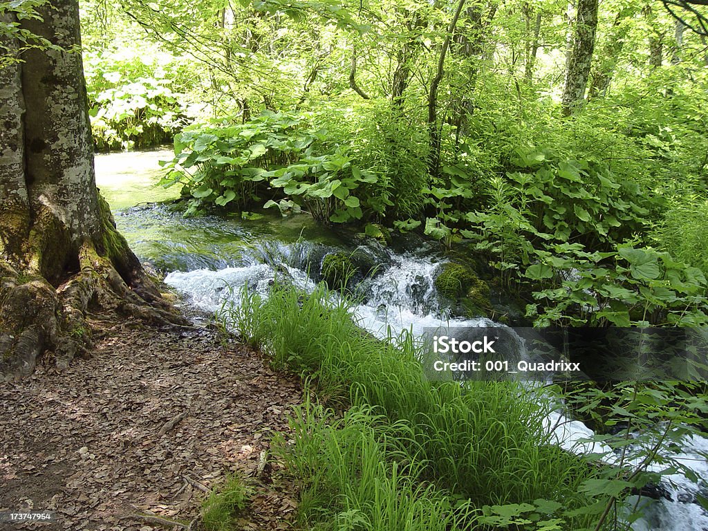 Fiume nel bosco - Foto stock royalty-free di Acqua