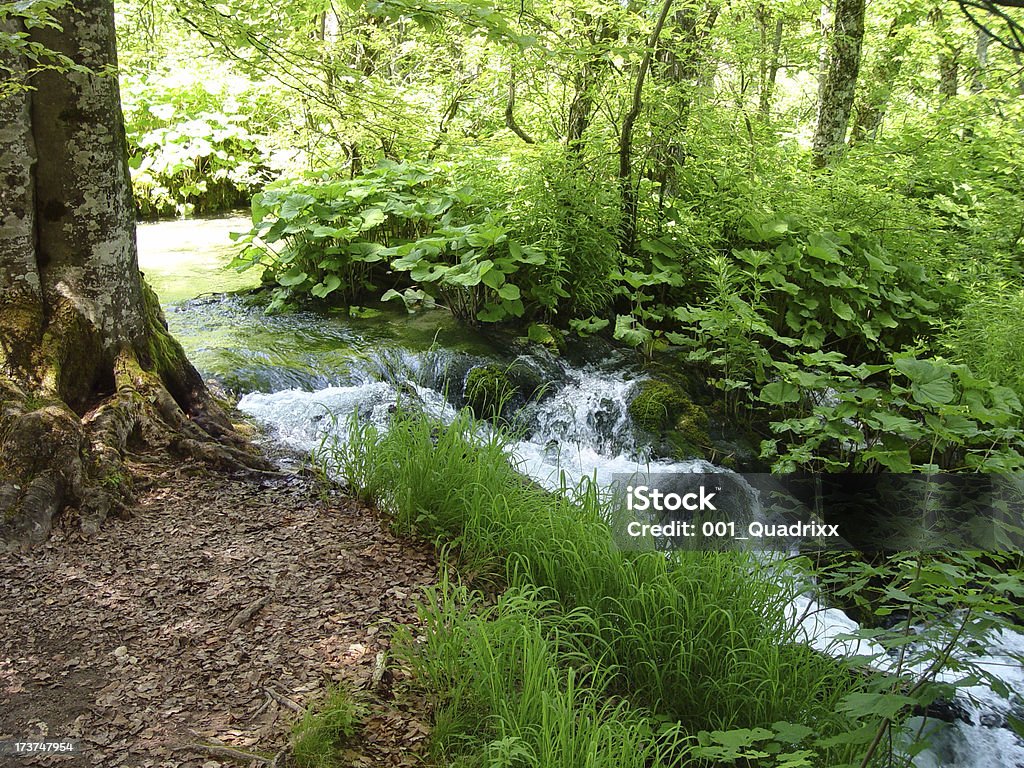 River in the Woods river in the woods ... Animal Stock Photo