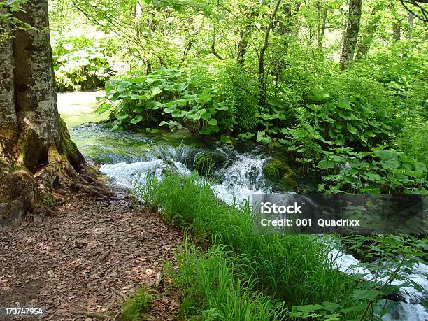 River In The Woods Stock Photo - Download Image Now - Animal, Blue, Bush