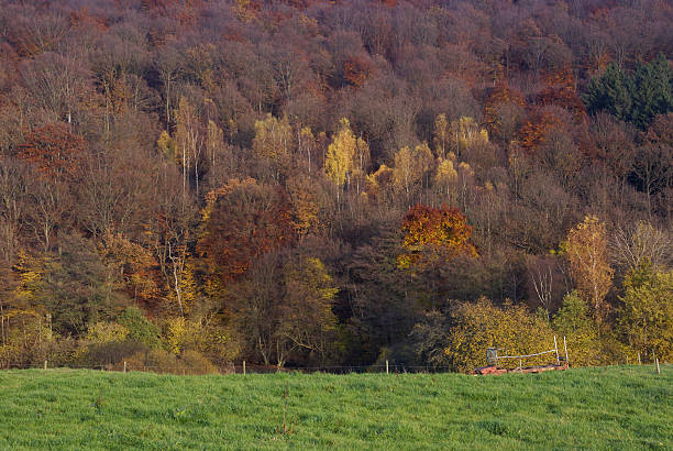 paesaggi nel tardo autunno - herbstwald foto e immagini stock
