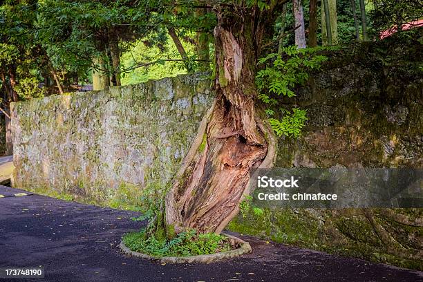 Old Tree Stock Photo - Download Image Now - Ancient, Built Structure, China - East Asia