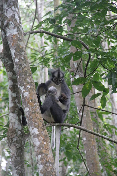 mãe com bebê macaco - dschungle imagens e fotografias de stock