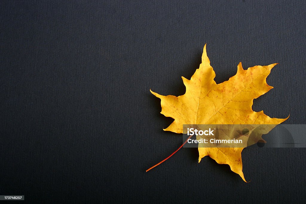 Autunno Foglia di acero - Foto stock royalty-free di Accero rosso