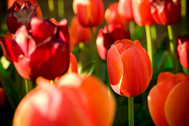 beautiful tulips stock photo