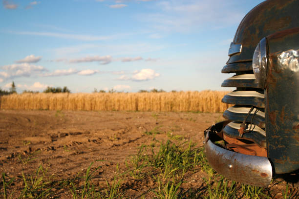 front of old farm truck with field ready to harvest in background