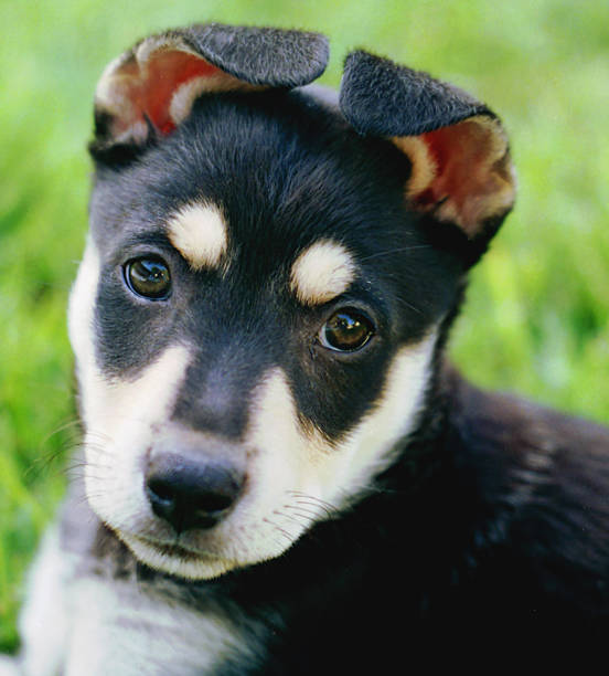 子犬犬 k 9 かわいい赤ちゃんの小さなブラック若い - german shepherd animal black purebred dog ストックフォトと画像