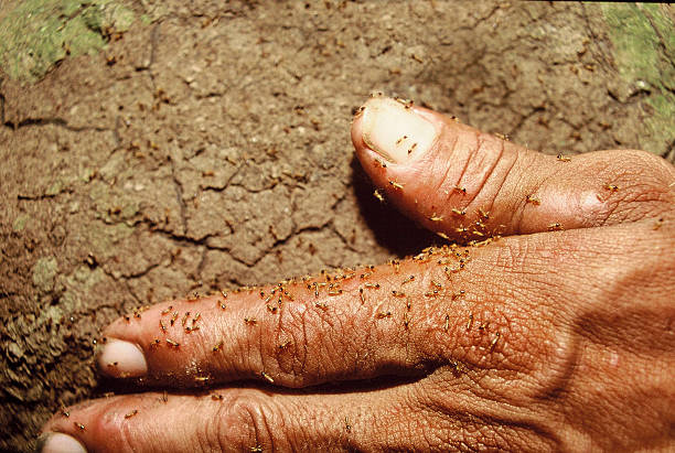 hand-termite - termite soil stock-fotos und bilder