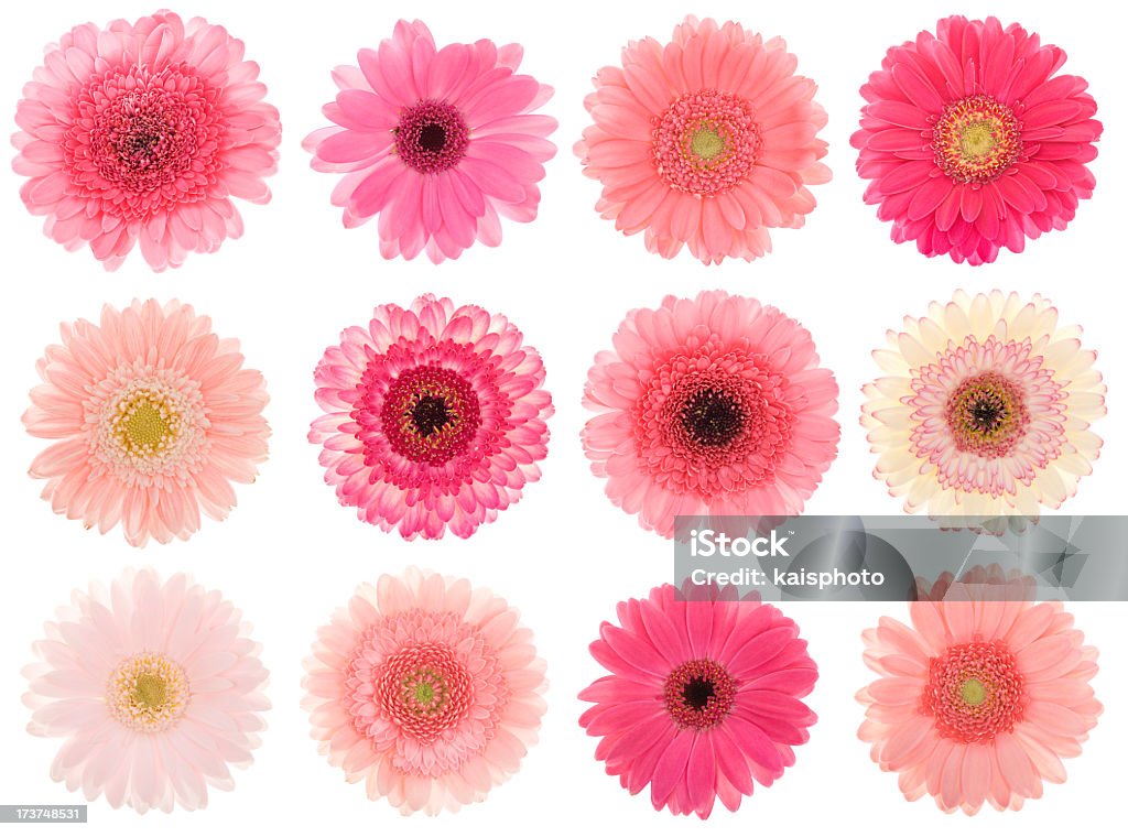 Rosa Gerberas Auswahl - Lizenzfrei Blume Stock-Foto