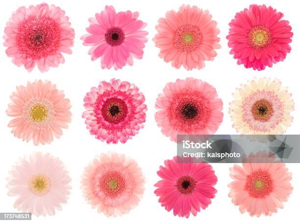 のピンク Gerberas - カットアウトのストックフォトや画像を多数ご用意 - カットアウト, カラフル, ガーベラ