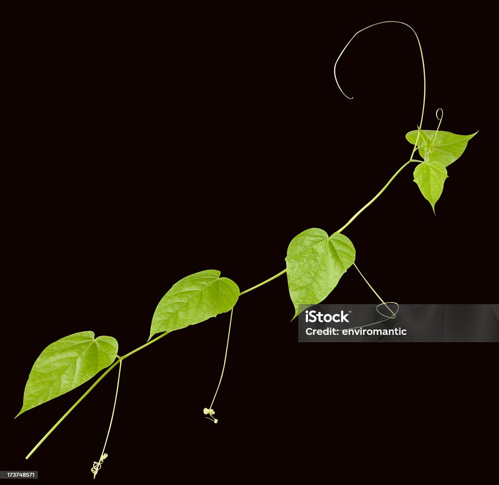 Creeper plant with clipping path included. Creeping vine, great for use as a background or a border in 4 colour or a single tone. Clipping path included.  Black Background Stock Photo