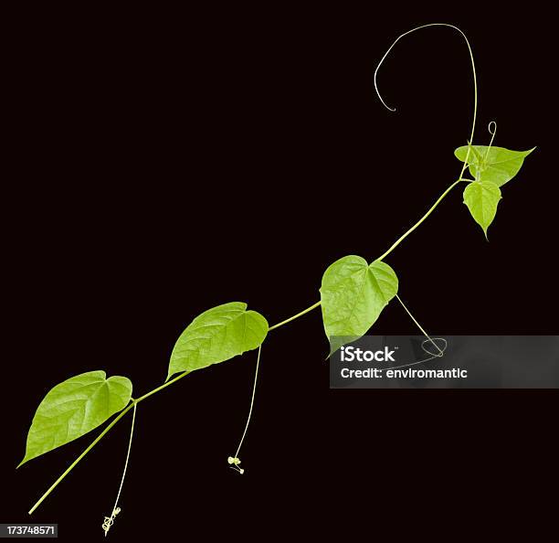 Creeper Plant With Clipping Path Included Stock Photo - Download Image Now - Black Background, Vine - Plant, Agriculture