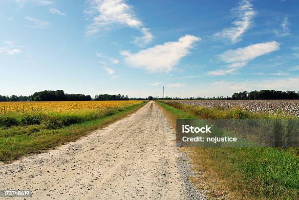 Foto de Seco Farm Road e mais fotos de stock de Agricultura - Agricultura, Algodão - Malvaceae, Amarelo