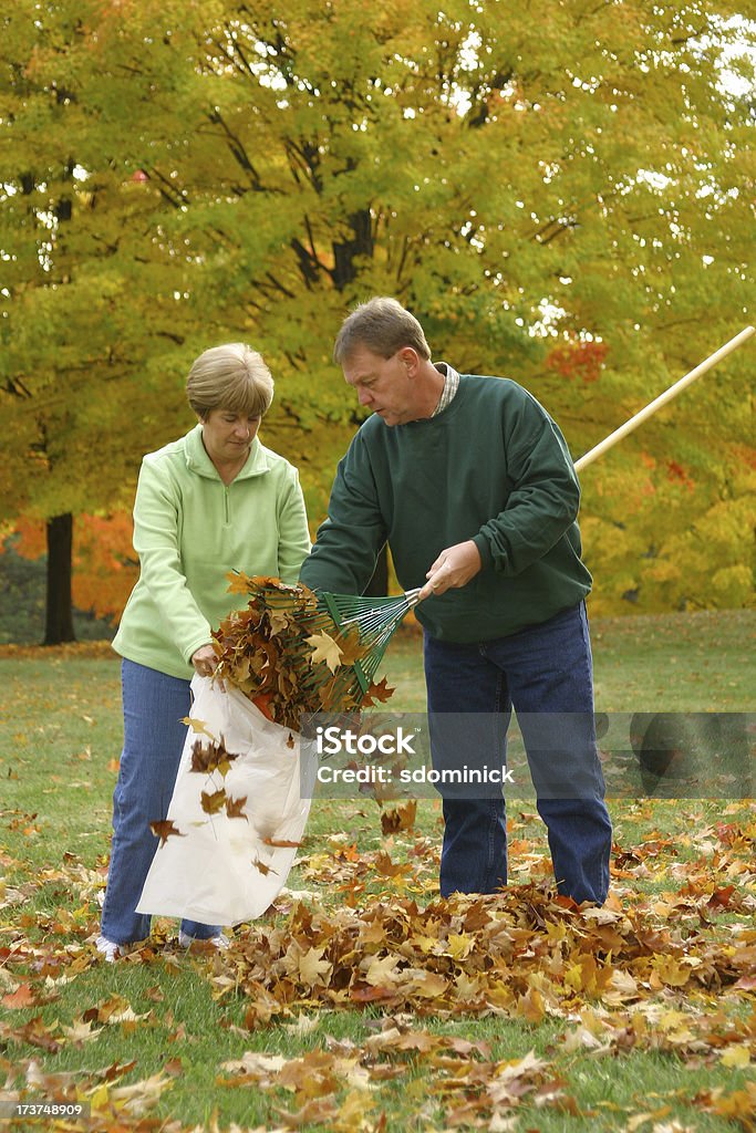 Série da Meia Idade: Raking folhas - Royalty-free Ancinho - Equipamento de Jardinagem Foto de stock