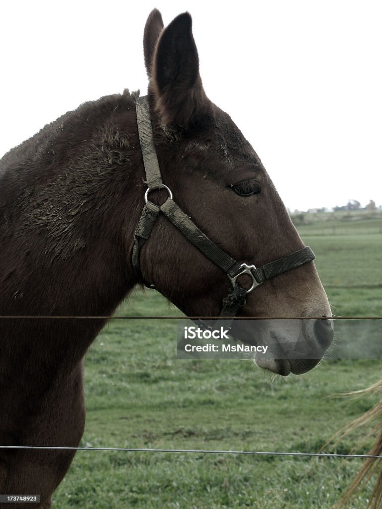 Brown trabalho Mule em Pasture - Foto de stock de Amish royalty-free