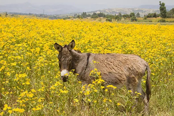 "Donkey in Flowerfield, Ethiopia."