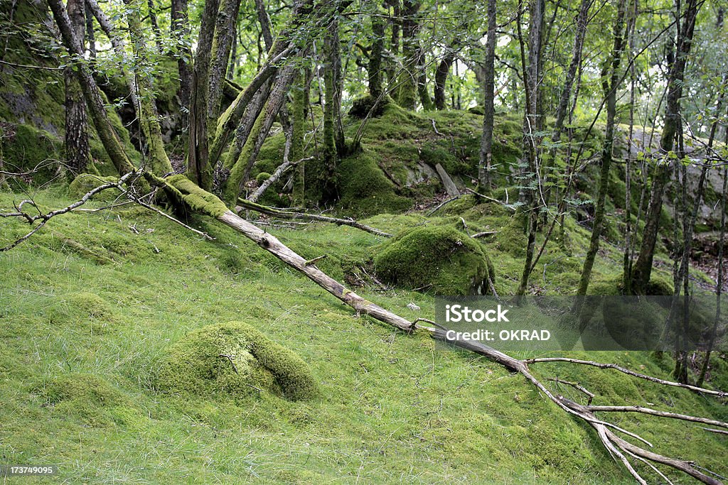 Mossy bosque compensación apacible de fondo de la naturaleza - Foto de stock de Aire libre libre de derechos