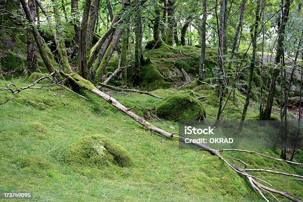 Mossy Bosque Compensación Apacible De Fondo De La Naturaleza Foto de stock y más banco de imágenes de Aire libre