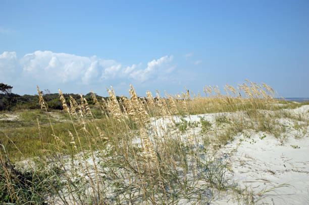 istock Dunes and Golden Grasses St. Simon's Island 173749159
