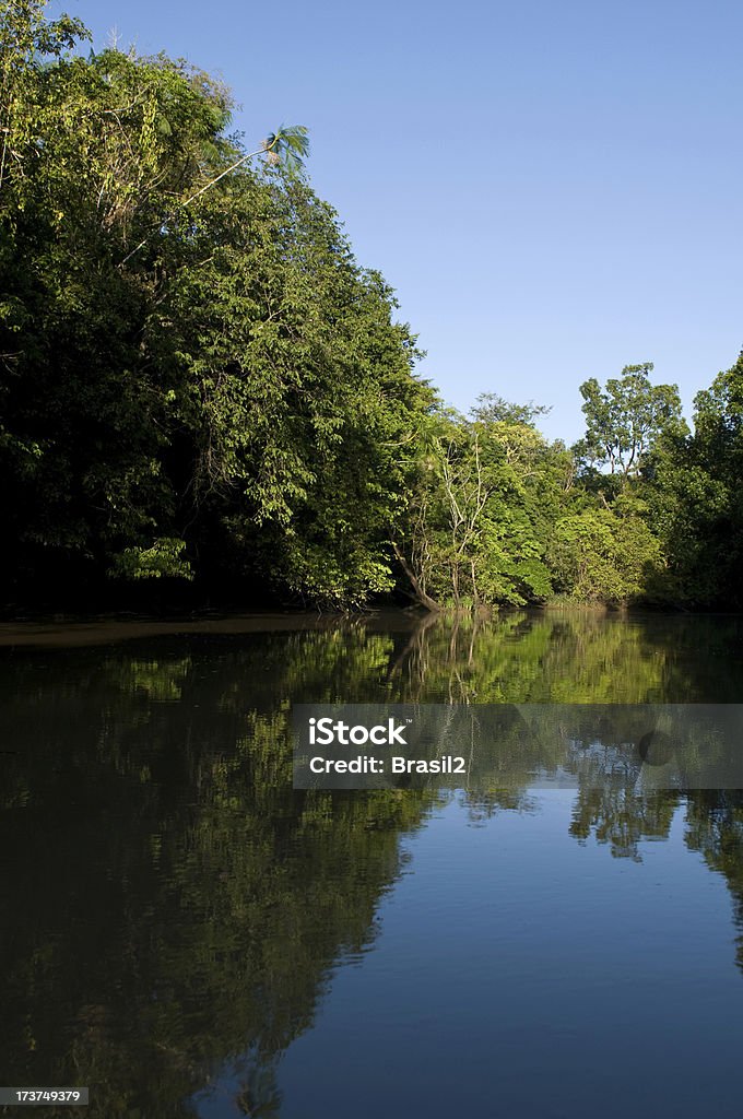 Amazon - Foto de stock de Agua libre de derechos