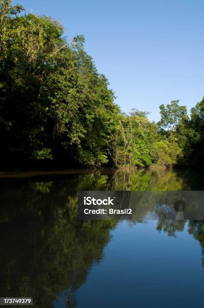 Amazon Foto de stock y más banco de imágenes de Agua - Agua, Aire libre, Arbusto