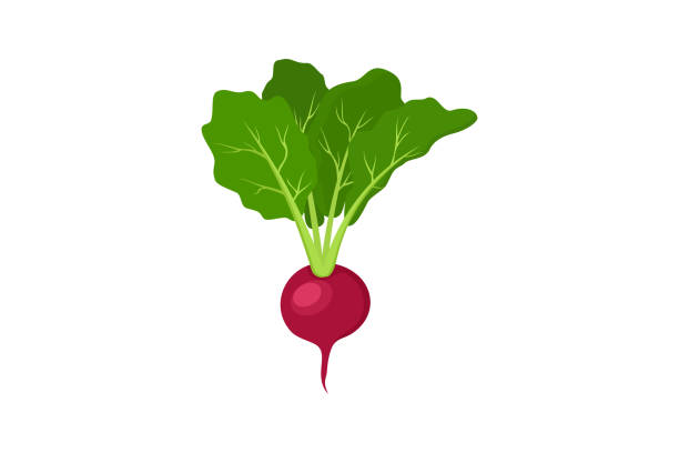 白い背景に赤い大根のイラスト、野菜のアイコンベクター画像 - radish white background vegetable leaf点のイラスト素材／クリップアート素材／マンガ素材／アイコン素材