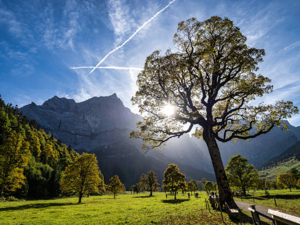 Autumn view of the maple trees at Ahornboden, Karwendel mountains, Tyrol, Austria