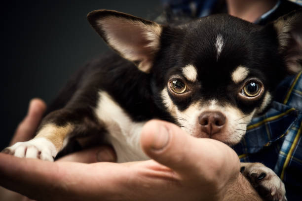 sara du chihuahua - chihuahua stroking pets human hand photos et images de collection