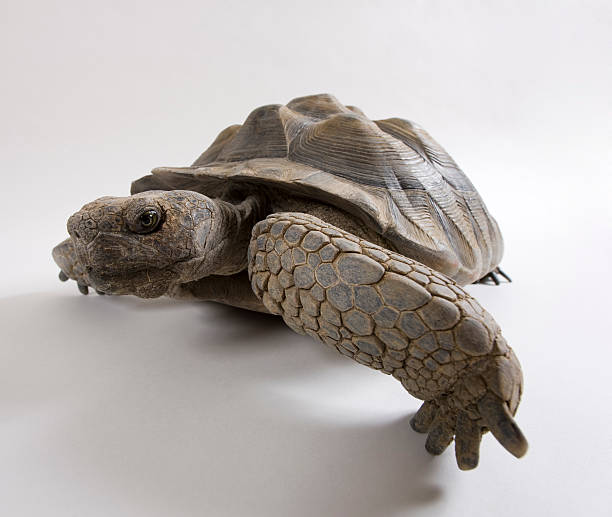 istock wide angle closeup of desert tortoise 173749961
