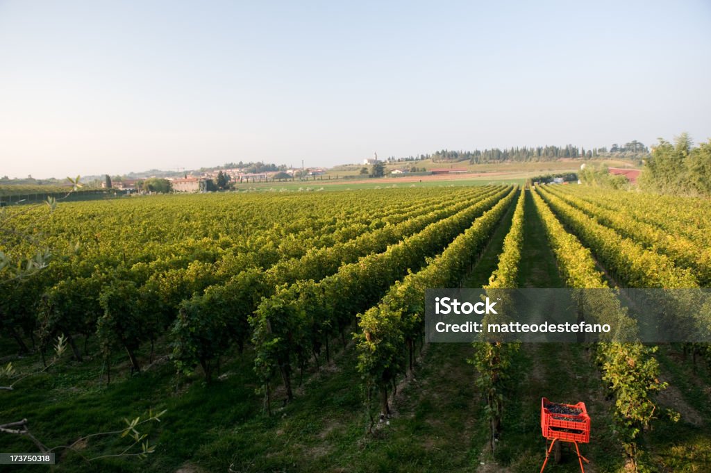 Campo dell'uva - Foto stock royalty-free di Agricoltura