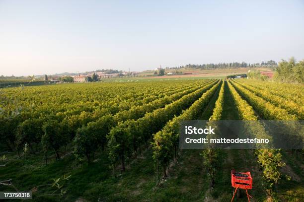 Campo Delluva - Fotografie stock e altre immagini di Agricoltura - Agricoltura, Albero, Ambientazione esterna