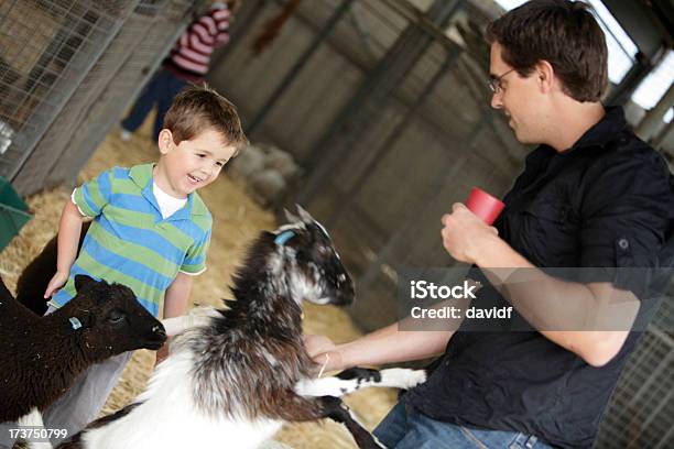 Cabra De Alimentación Foto de stock y más banco de imágenes de Acariciar a un animal - Acariciar a un animal, Alimentar, Animal