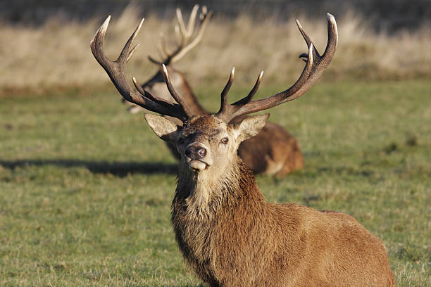 istock Resting red deer stag party is over 173750807