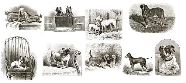 Vintage Dogs Collection