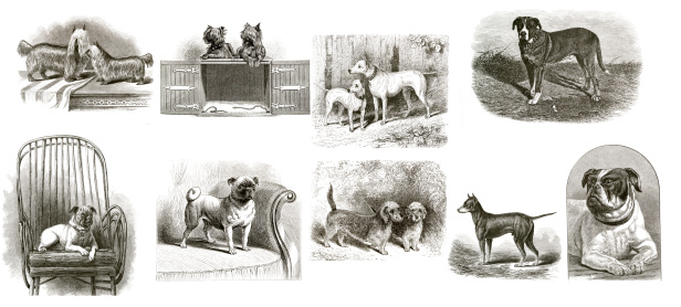 Assorted vintage dogs engraves from an 1878 american magazine.