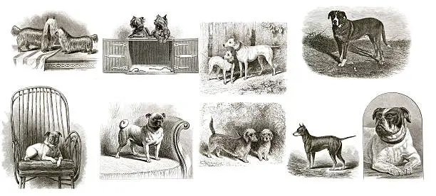 Photo of Vintage Dogs Collection