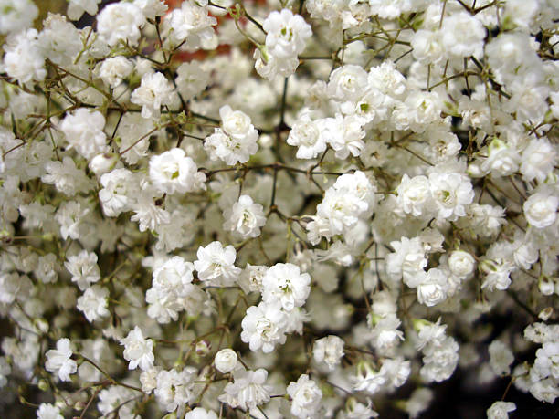 istock Babies Breath Flowers 173751051