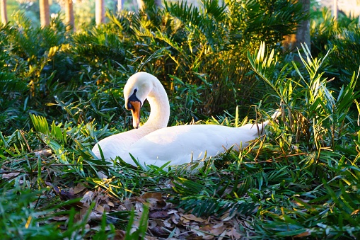 A portrait of a nesting swan in Downtown Orlando's Lake Eola Park