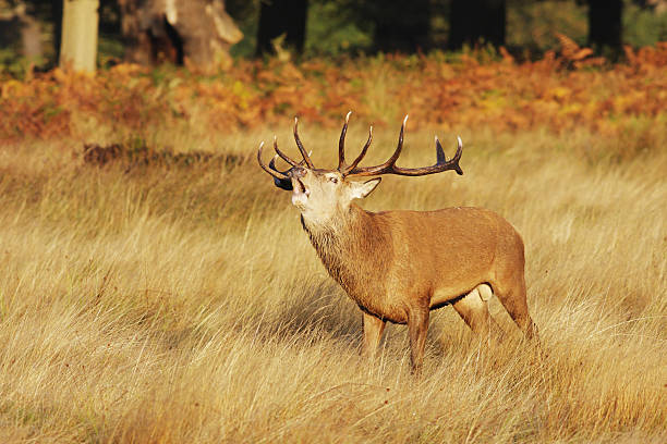 istock Red deer stag Cervus elaphus bellowing roaring in dawn sunlight 173751332