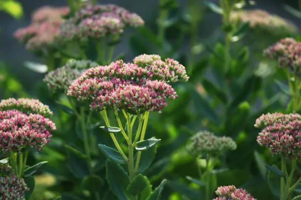 Sedum starting to bloom