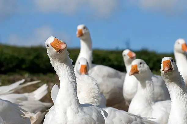 Flock of white geese on a farm in Denmark.