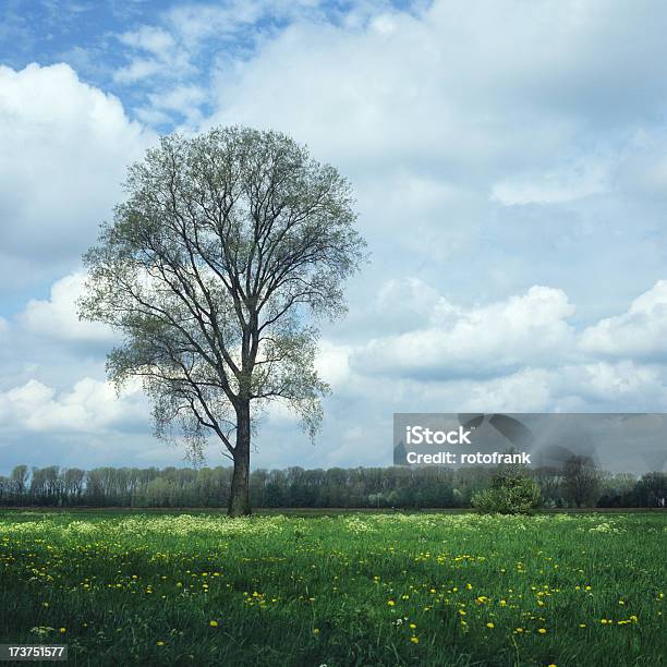 Árvore - Fotografias de stock e mais imagens de Abril - Abril, Ao Ar Livre, Cor verde