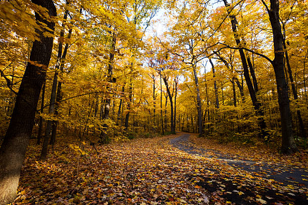 bosque de otoño road - lisle fotografías e imágenes de stock