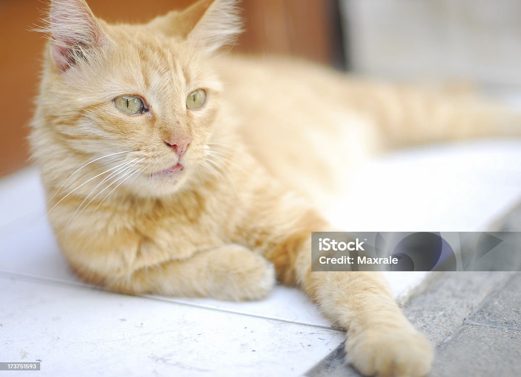 Pussy Kot leży na chodniku - Zbiór zdjęć royalty-free (Część ciała zwierzęcia)