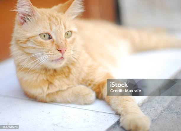 Pussy Kot Leży Na Chodniku - zdjęcia stockowe i więcej obrazów Część ciała zwierzęcia - Część ciała zwierzęcia, Elegancja, Fotografika