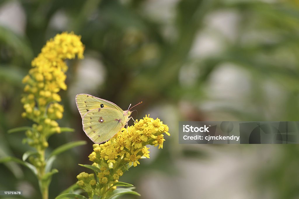 sulfur butterfly a yellow butterfly feeds on southern NJ seashore Animal Stock Photo